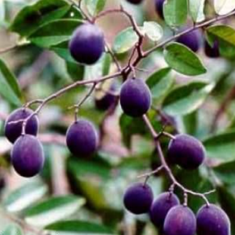 Samen der Pflaumentamarinde (Dialium indum) | Seeds Shop Store