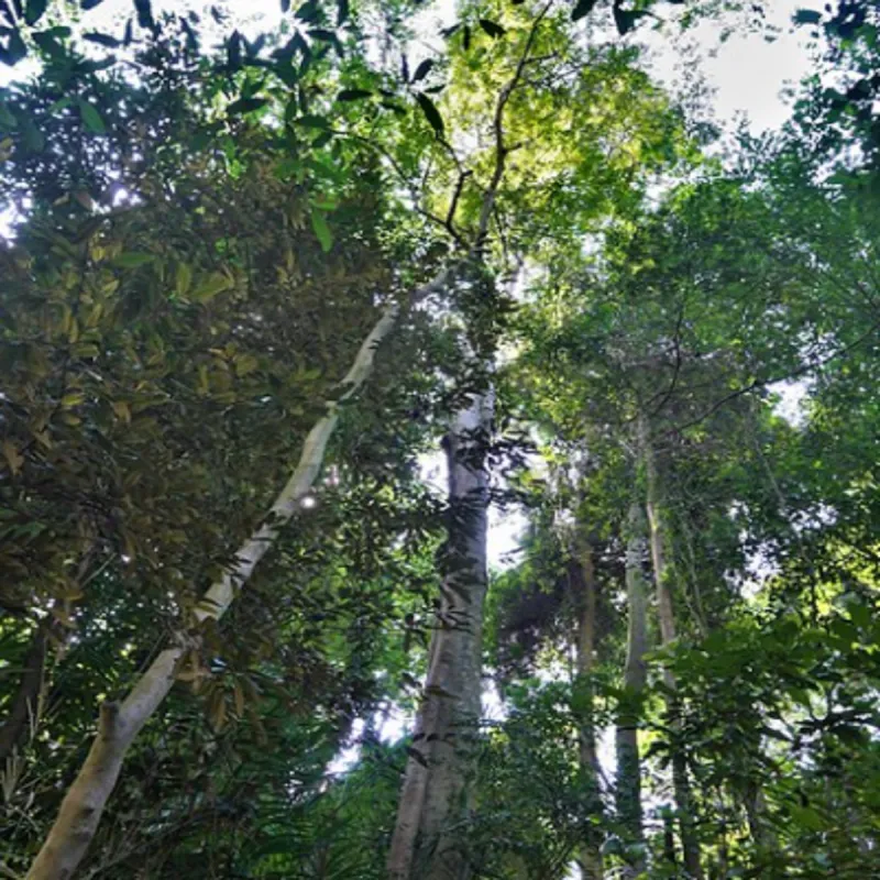 Samen der Pflaumentamarinde (Dialium indum) | Seeds Shop Store