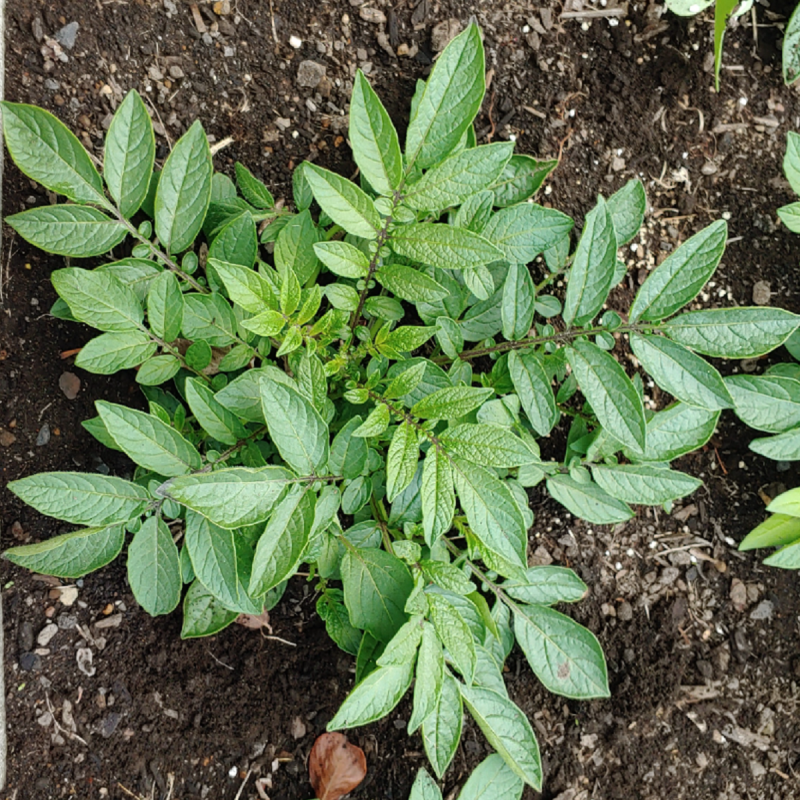 Wild Potato Seeds (Solanum colombianum) | Seeds Shop Store