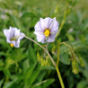 Wild Potato Seeds (Solanum colombianum) | Seeds Shop Store