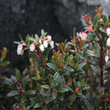 Gaultheria myrsinoides Semena | Seeds Shop Store