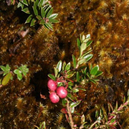 Seme Gaultheria mirsinoides | Seeds Shop Store