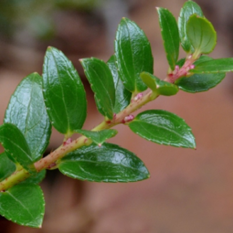 Semi di Gaultheria myrsinoides | Seeds Shop Store