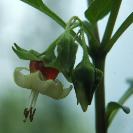 Sogorome Seeds (Jaltomata ventricosa) | Seeds Shop Store