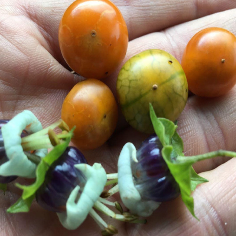 Sogorome Seeds (Jaltomata ventricosa) | Seeds Shop Store