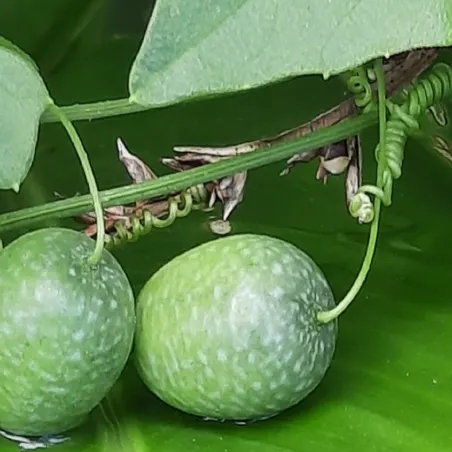 Guadeloupe Gurkensamen (Melothria pendula) | Seeds Shop Store