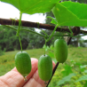 Guadeloupe Gurkensamen (Melothria pendula) | Seeds Shop Store