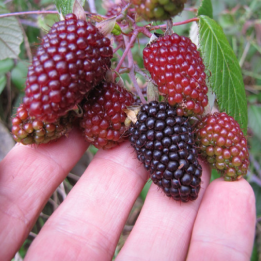 Semena andských malin (Rubus glaucus) - 1.35