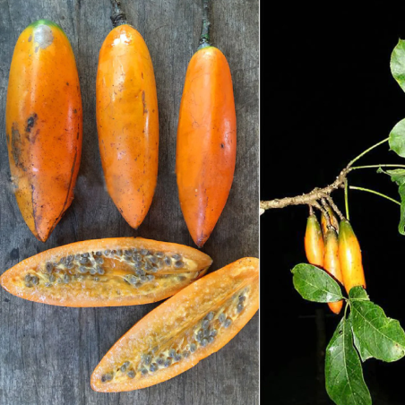 Chamburo Seeds (Jacaratia digitata) | Seeds Shop Store