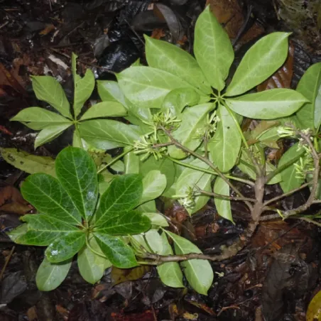 Chamburo Seeds (Jacaratia digitata) | Seeds Shop Store