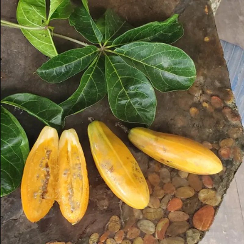 Chamburo Seeds (Jacaratia digitata) | Seeds Shop Store