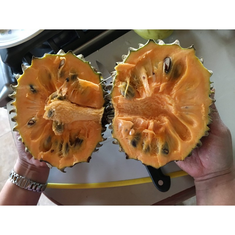 Sonkoya Seeds (Annona purpurea) | Seeds Shop Store