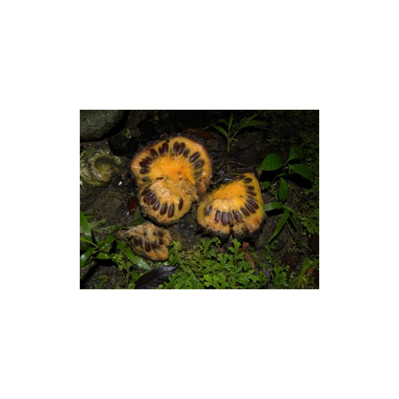 Sonkoya Seeds (Annona purpurea) | Seeds Shop Store