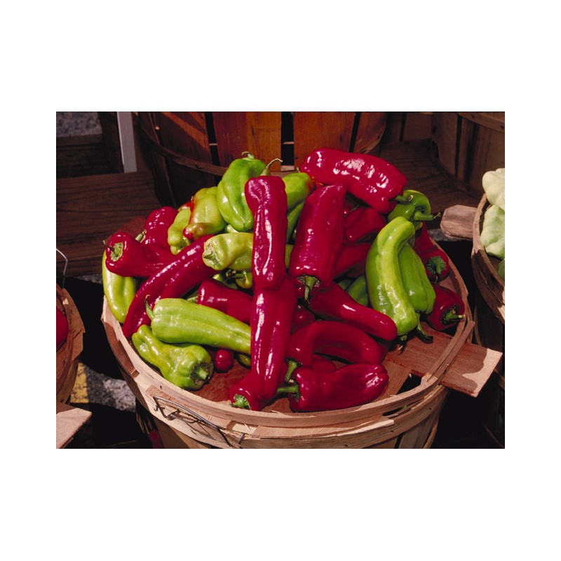 Cubanelle Pepper Seeds (Capsicum Annuum) | Seeds Shop Store