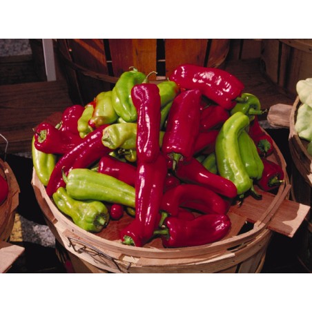 Cubanelle Pepper Seeds (Capsicum Annuum) | Seeds Shop Store