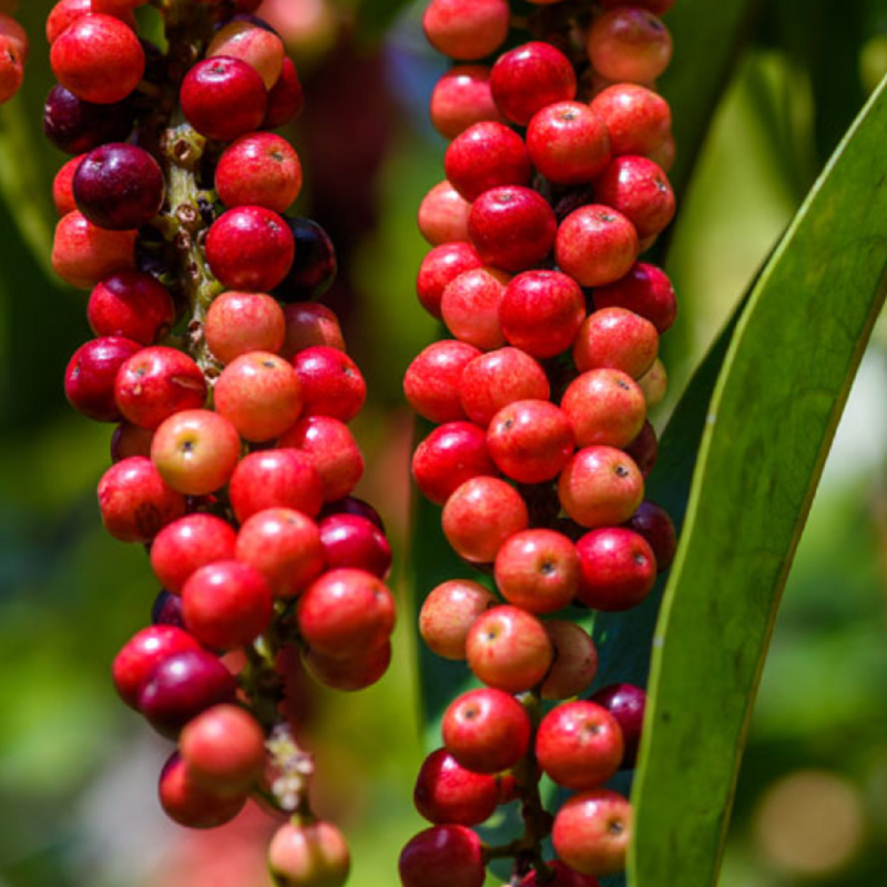 Mao-Luang-Samen (Antidesma puncticulatum) | Seeds Shop Store