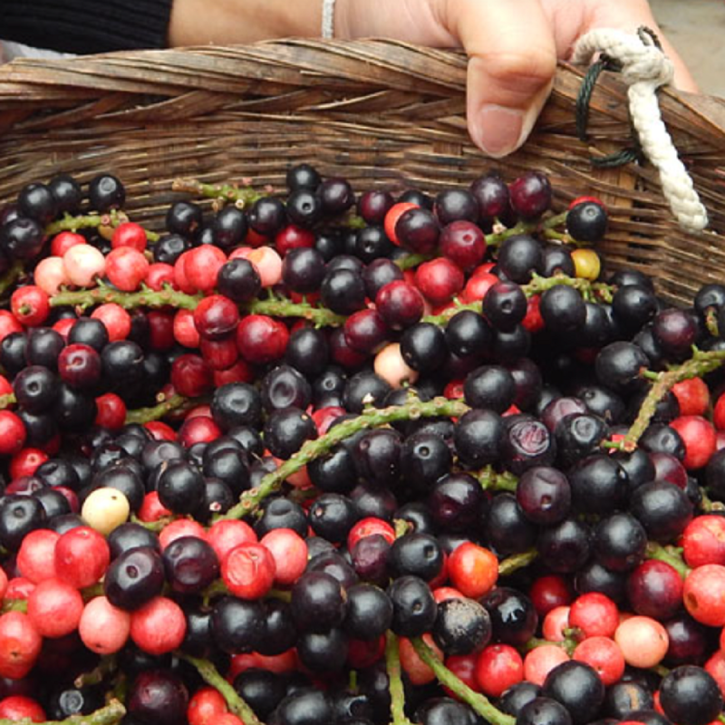 Mao-Luang-Samen (Antidesma puncticulatum) | Seeds Shop Store