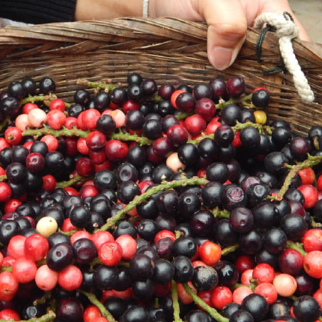 Semi di Mao Luang (Antidesma puncticulatum) | Seeds Shop Store