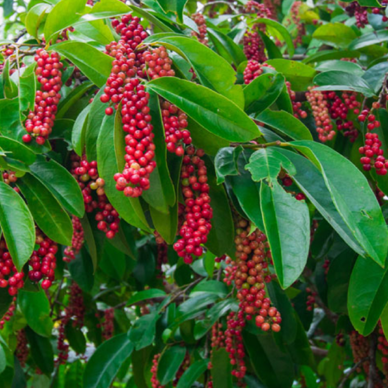 Mao-Luang-Samen (Antidesma puncticulatum) | Seeds Shop Store