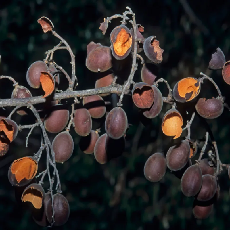 Sherbet Tree Seeds (Dialium schlechteri) | Seeds Shop Store