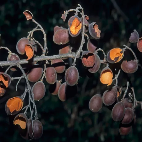 Sherbet Tree Seeds (Dialium schlechteri) | Seeds Shop Store
