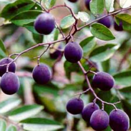 Sherbet Tree Seeds (Dialium schlechteri) | Seeds Shop Store