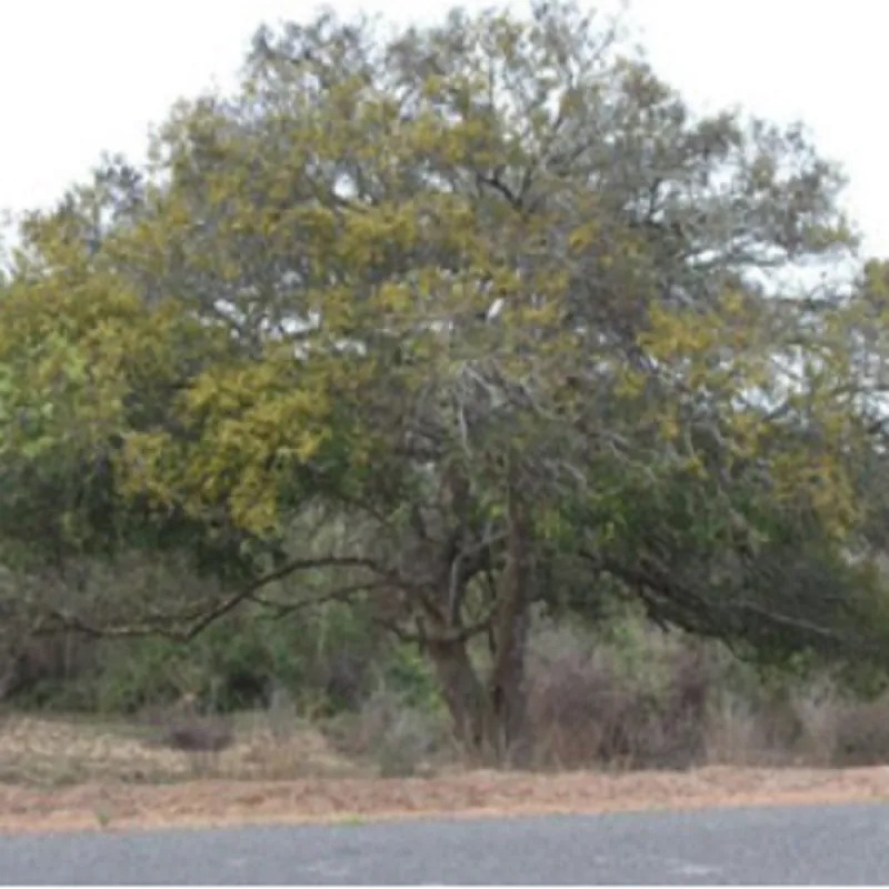 Sherbet Tree Seeds (Dialium schlechteri) | Seeds Shop Store