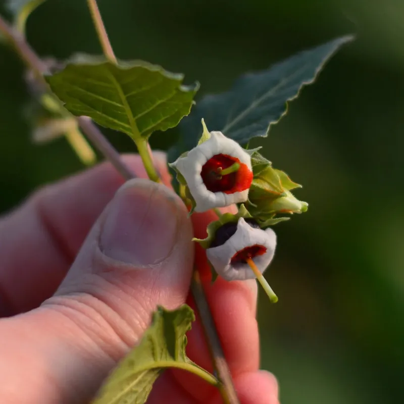 Sogorome Seeds (Jaltomata ventricosa) | Seeds Shop Store