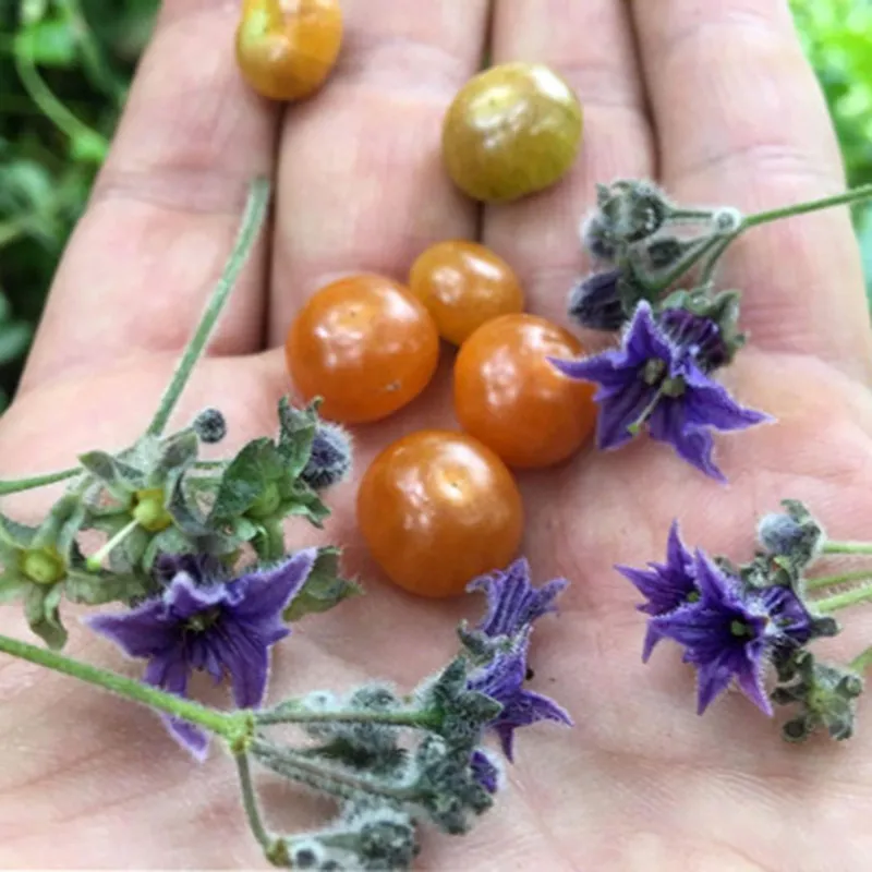 Sogorome Seeds (Jaltomata ventricosa) | Seeds Shop Store