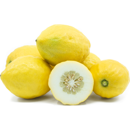 Etrog-Zitronatsamen | Seeds Shop Store