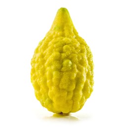 Sementes de Sidra Etrog - 6.3
