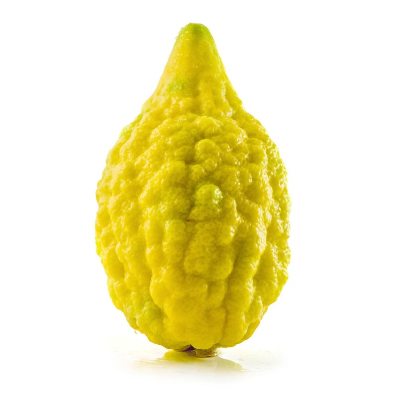 Etrog Citronfrön | Seeds Shop Store