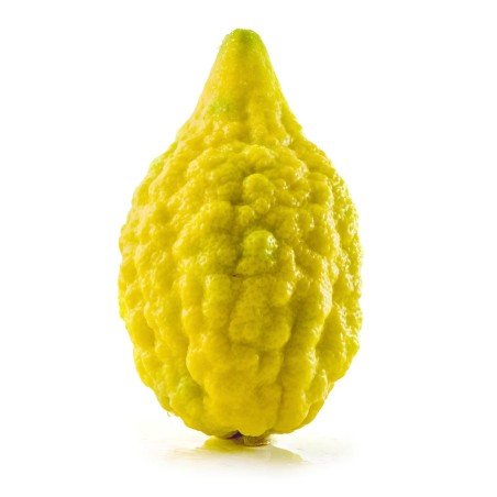 Etrog-Zitronatsamen | Seeds Shop Store