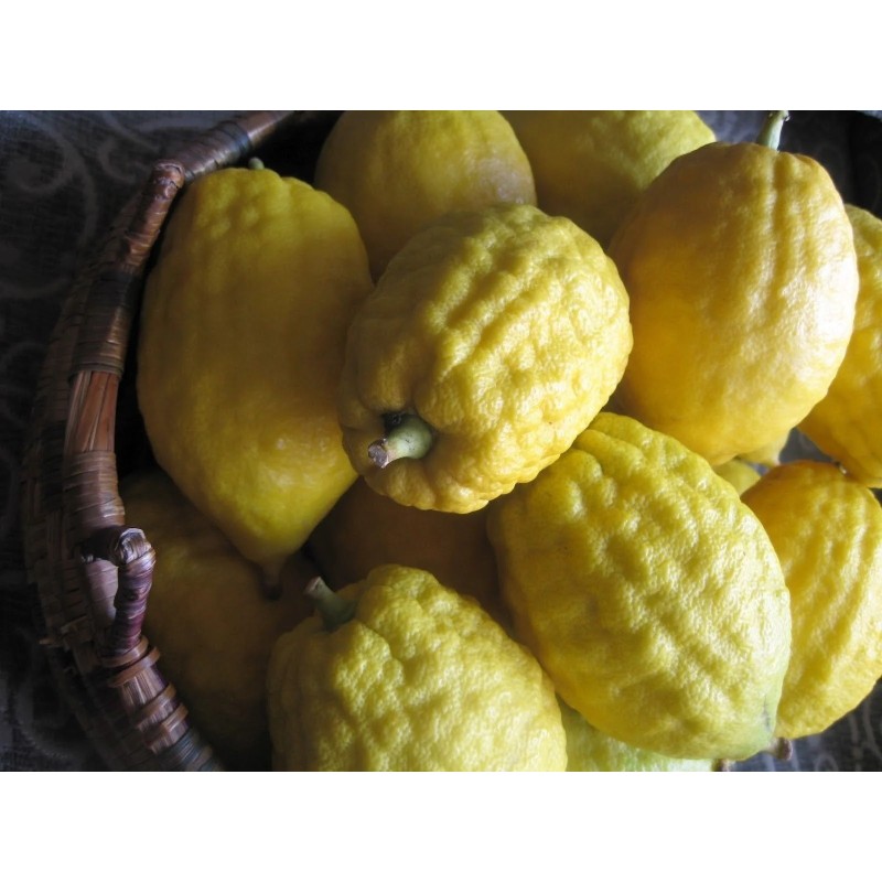 Etrog Citronfrön | Seeds Shop Store