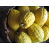 Etrog Citronfrön | Seeds Shop Store