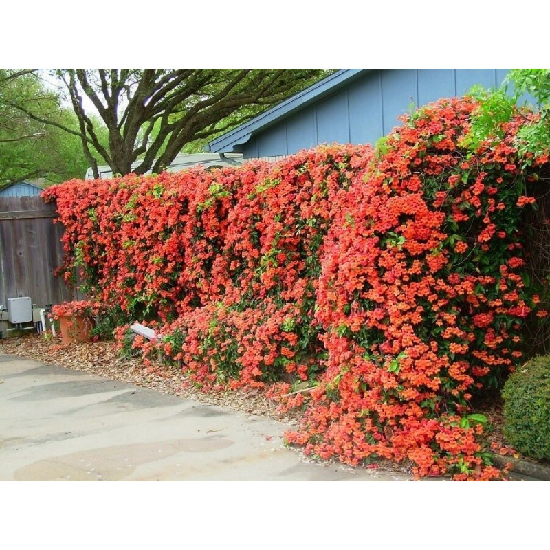 Trumpet vine Seeds (Campsis radicans) | Seeds Shop Store