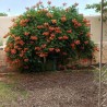 Trumpet vine Seeds (Campsis radicans) | Seeds Shop Store