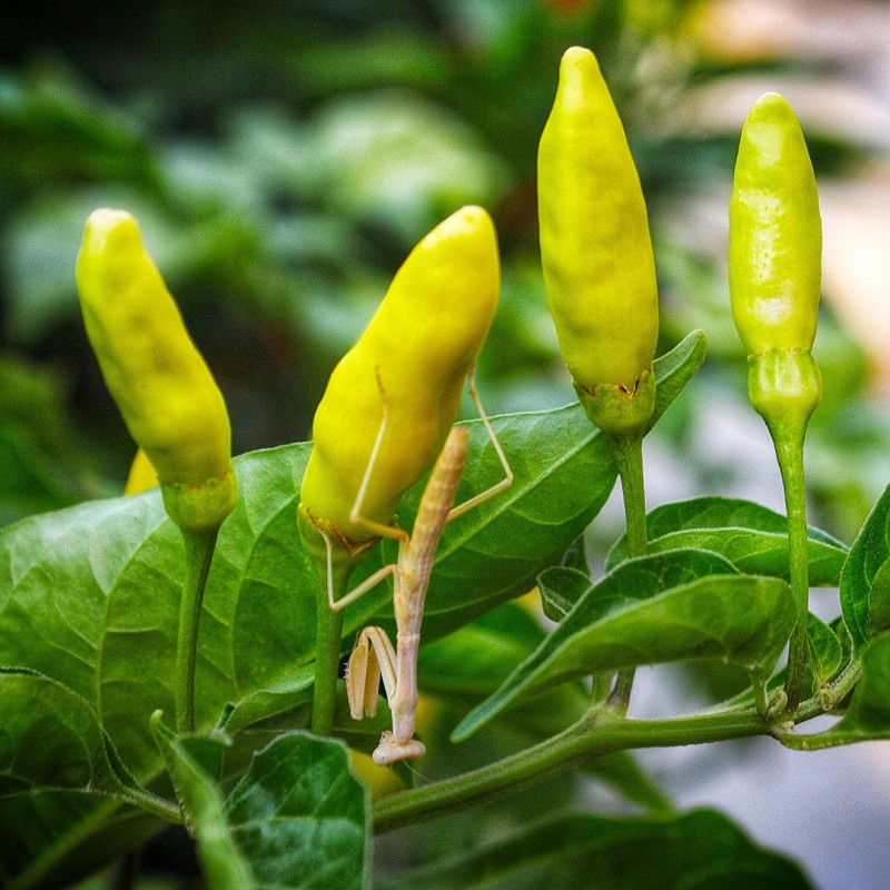 Chili Tabasco gelb Samen | Seeds Shop Store