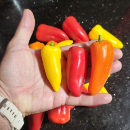 Joker Mini Sweet Snacking Pepper Seeds - 1.8