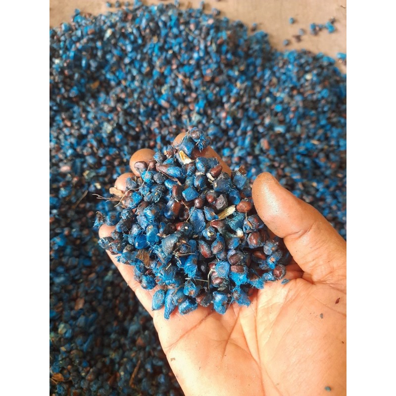 Semi di palma dei viaggiatori (Ravenala Madagascariensis) | Seeds Shop Store