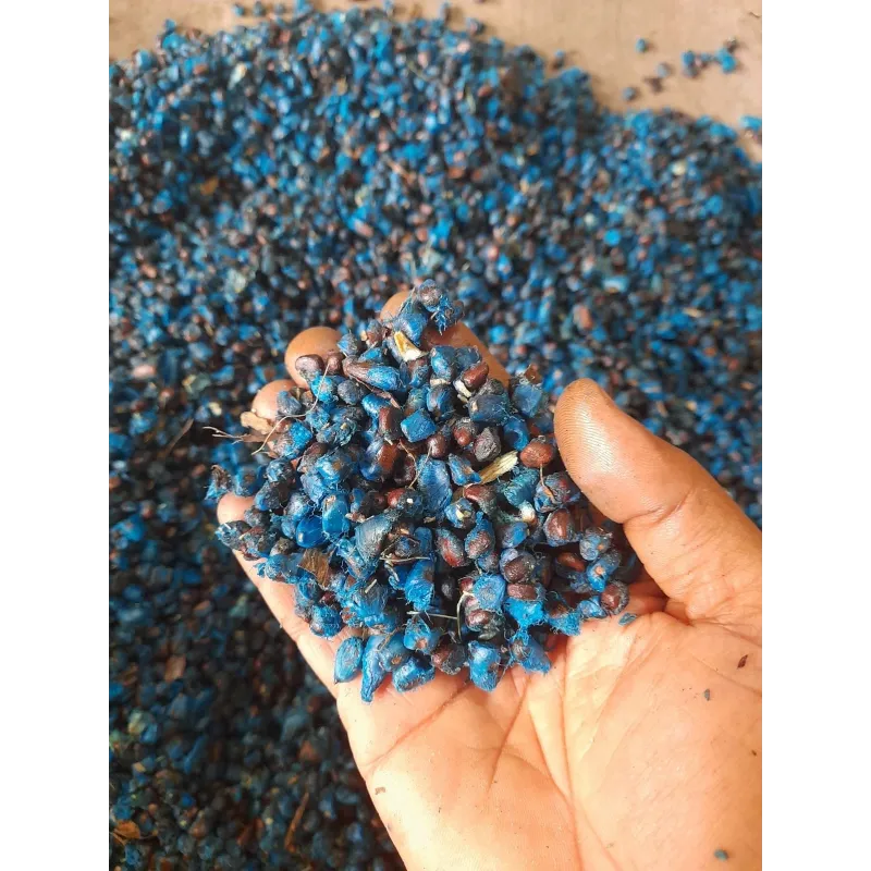 Travellers Palm Seeds (Ravenala Madagascariensis) | Seeds Shop Store