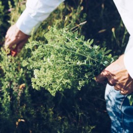 15.000 Semi di Origano Selvatici - Greco - 9.81