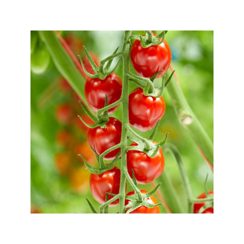 Semillas de Tomate Sunstream (Super Dulce)