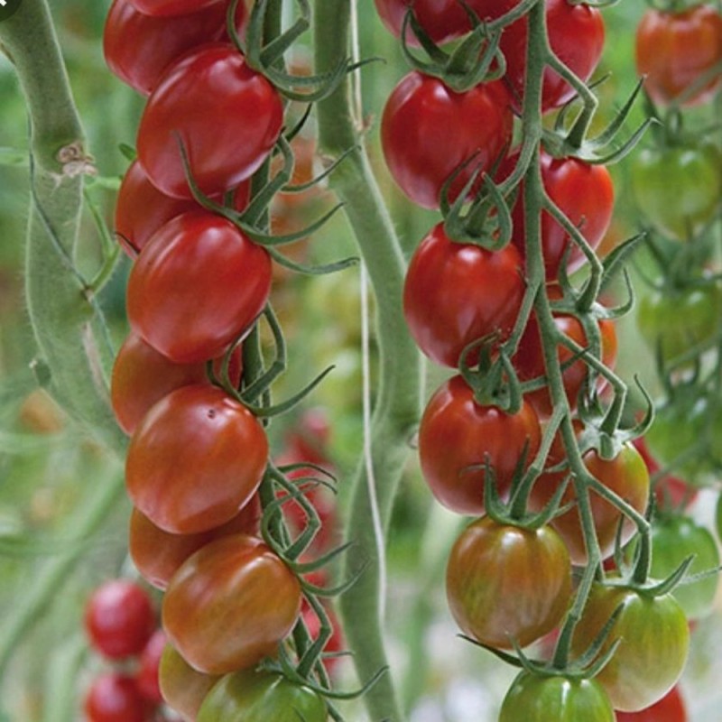 Semillas de Tomate Sunstream (Super Dulce)