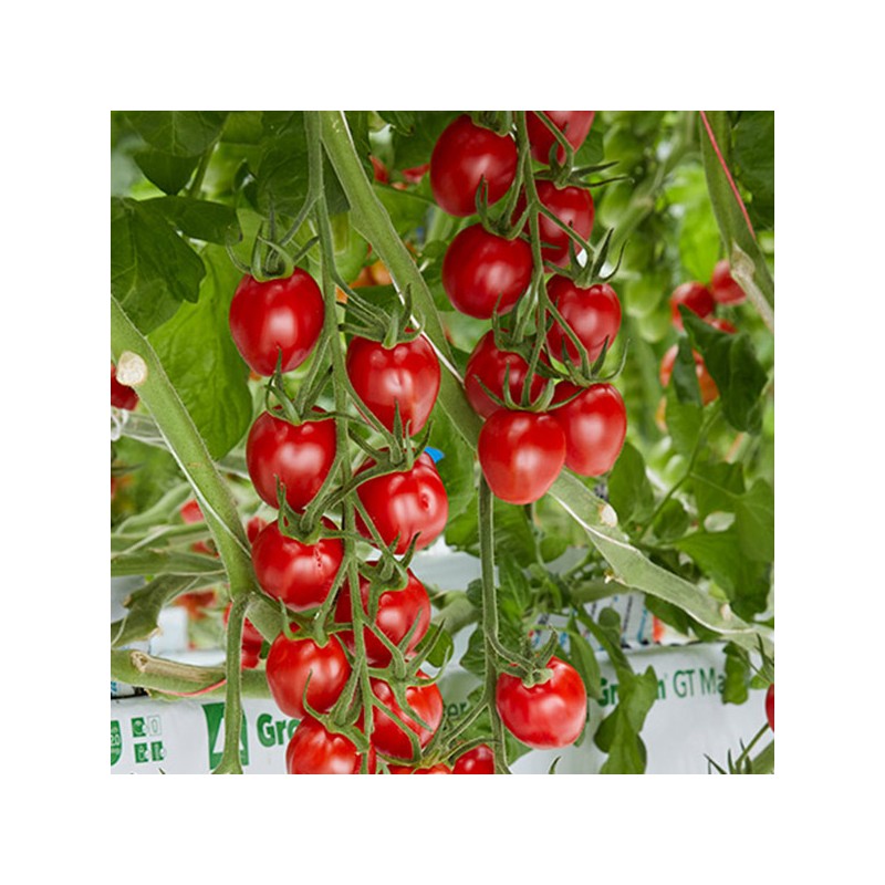 Sunstream Tomatenzaad (Superzoet)