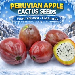 Sementes De Cactos Maça Do Peru (Cereus Peruvianus) | Quality organic seeds | Exotic Seeds Shop