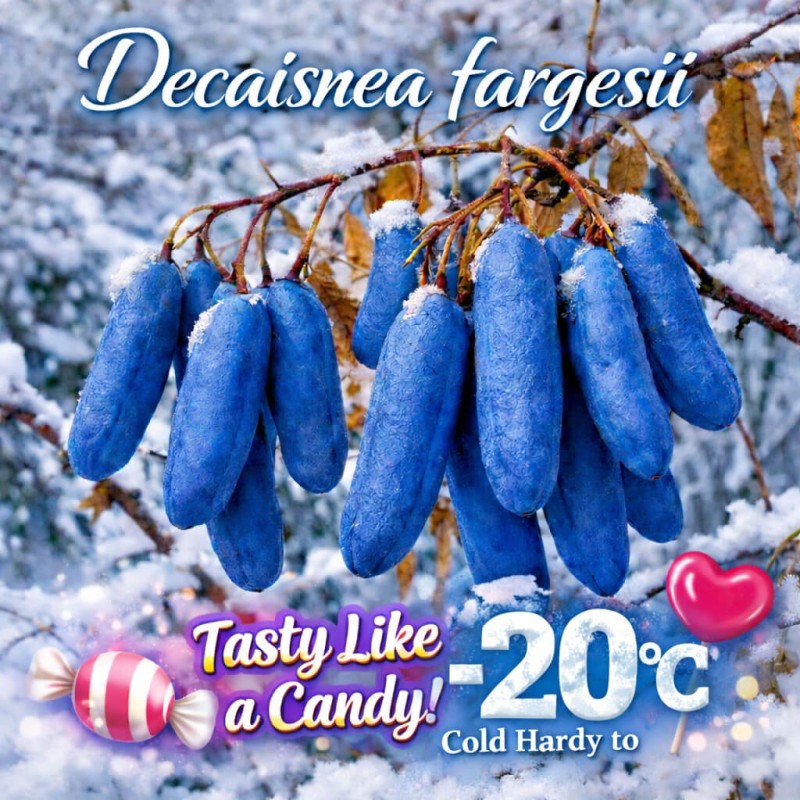 Semena Mrtvolné prsty (Decaisnea fargesii) | Seeds Shop Store