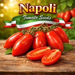 Semi di pomodoro Napoli - 246.308108