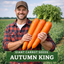 Graines de carotte géantes Autumn King - 4.99