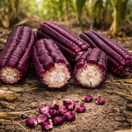 Semena červené kukuřice 8řadá, dědičná odrůda - 5
